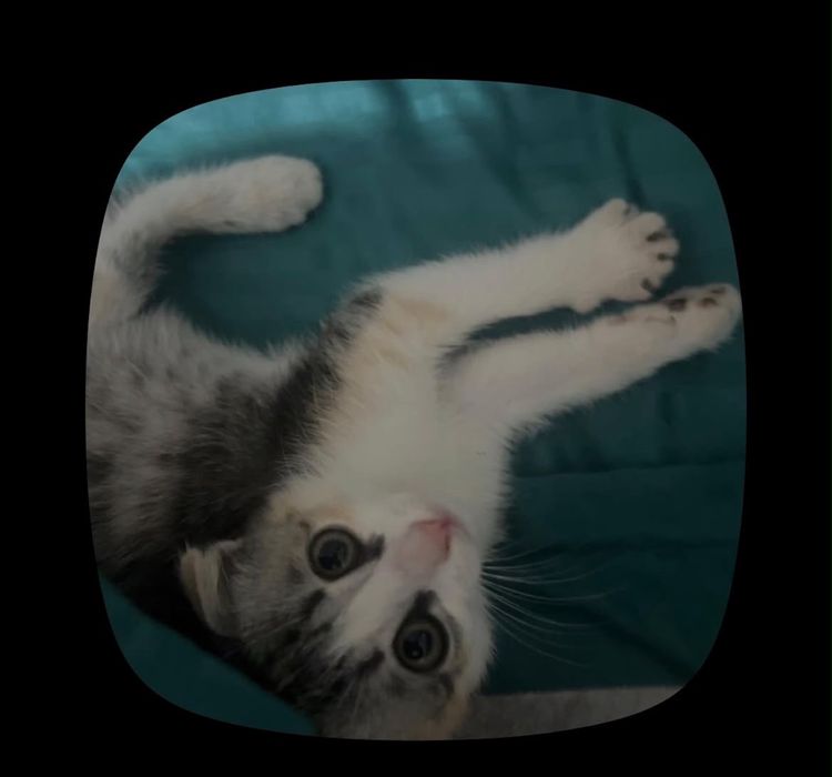 отдам даром котика