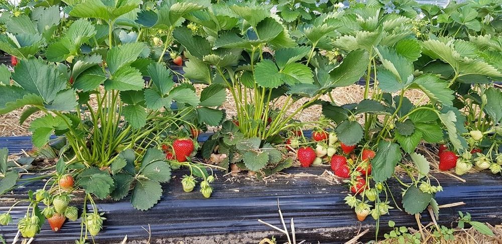 разсад ягоди и малини