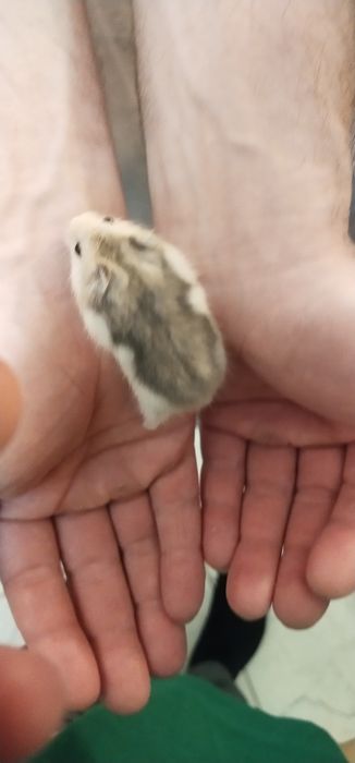 Джунгарские хомячки