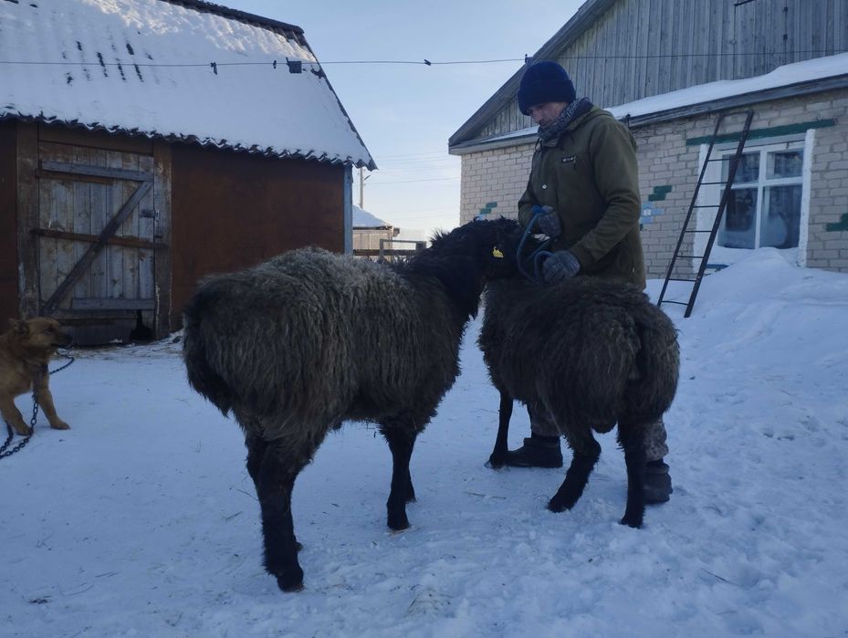 Кошкар гисар в наличии два штуки