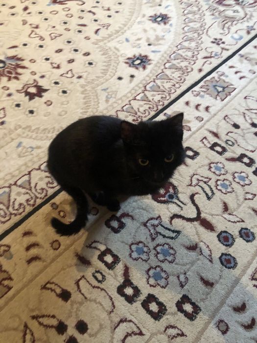 Котёнок продаётся