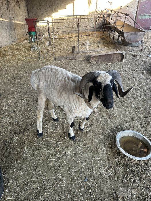 Qo’chqor sotiladi urushadigan
