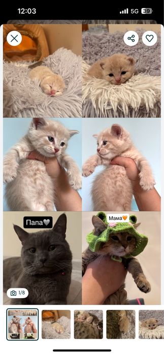 Котята от британца