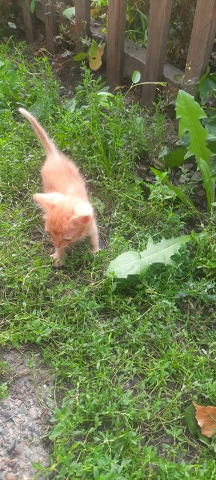 Отдам котёнка в добрые руки