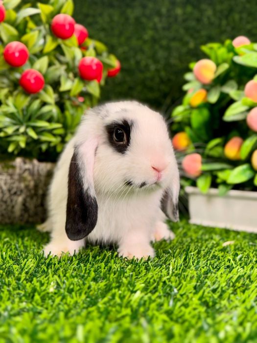 Quyon кролик va Qafas Клетка