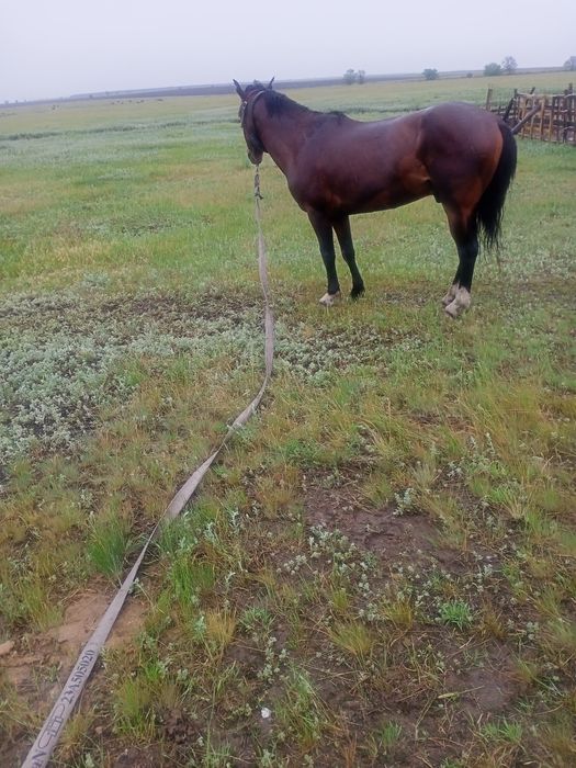 Продам жеребец 5 летка