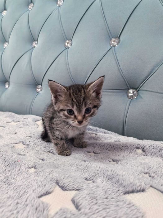 Отдам котят бесплатно