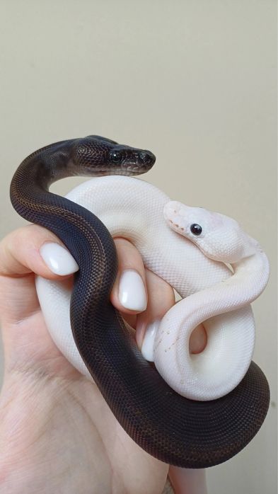 Змеи разные виды