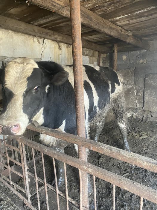 Бык породистый на табун