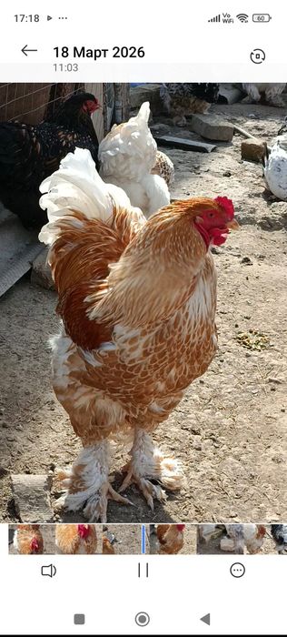 Продаются яйца курей породы  брама