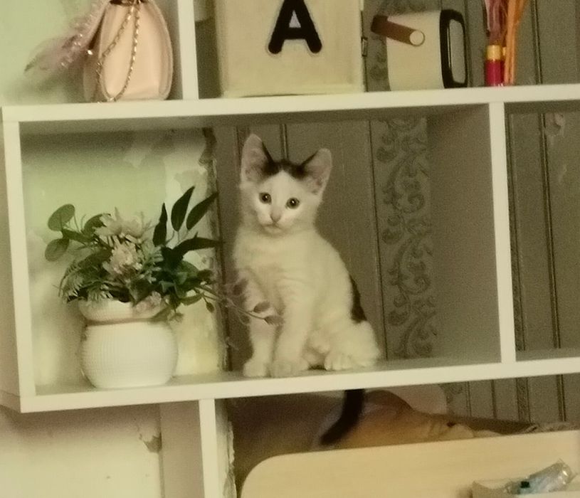 Ищу для бездомной малышки хозяйку