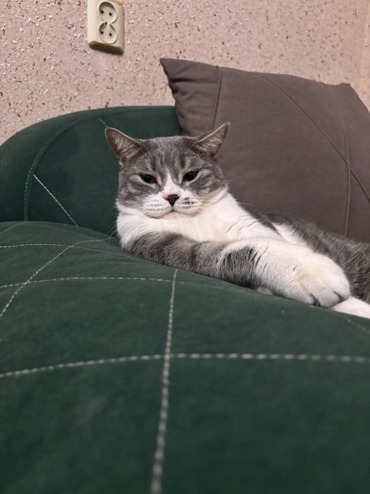 Отдаем кота в добрые руки.