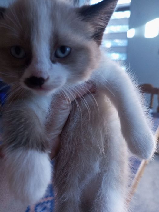 Отдам котят в хорошие руки