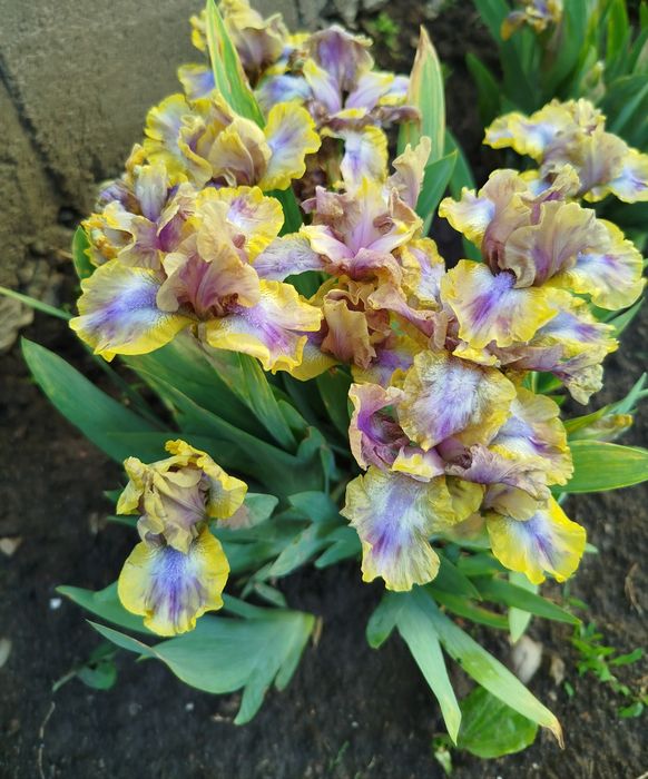 Ирисы карликовые Глинт