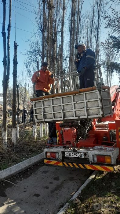 Дарахт кесиш хизмати