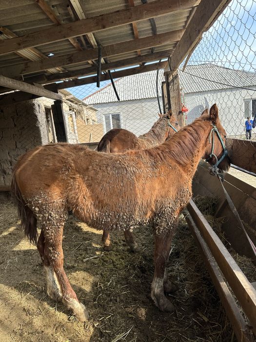 Жабағы 3 ай откормда тұрған