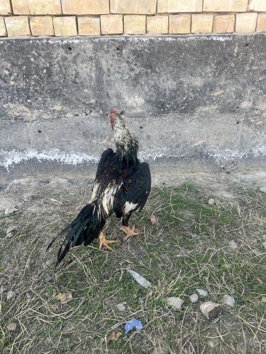 7 oylik joʻja urushmagan hali