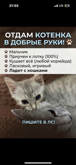 Отдадим в добрые руки