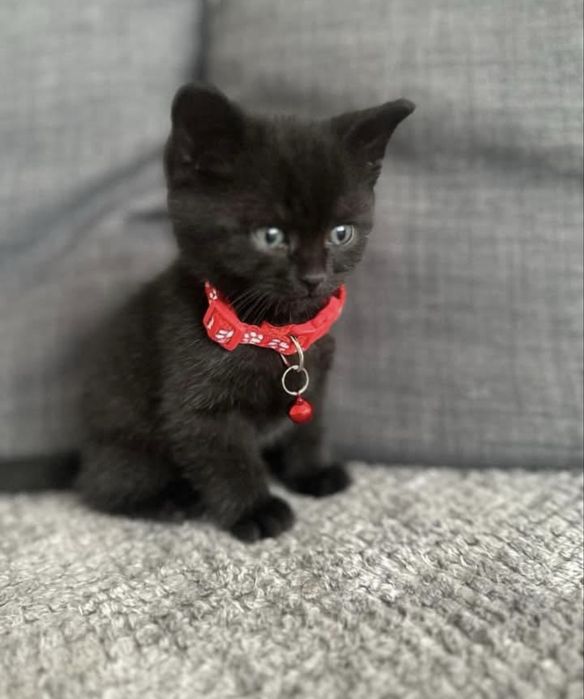 British black mascul