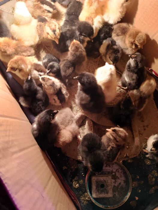 Продавам яйца от различни породи