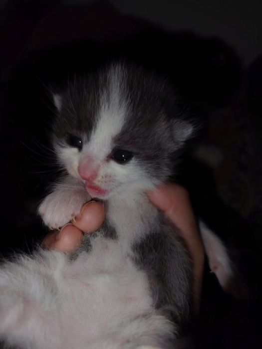 Mushuk sotiladi skotish fold juda chiroyli