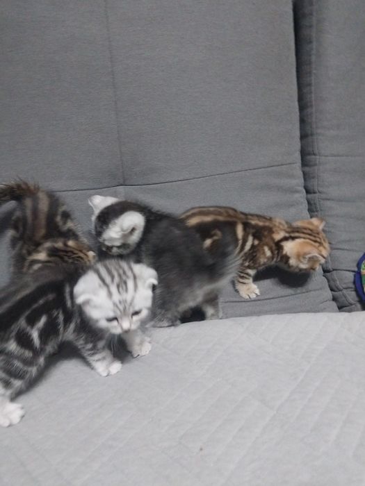 Шотланские котята.