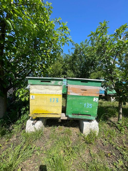 Vând 20 de stupi compleți