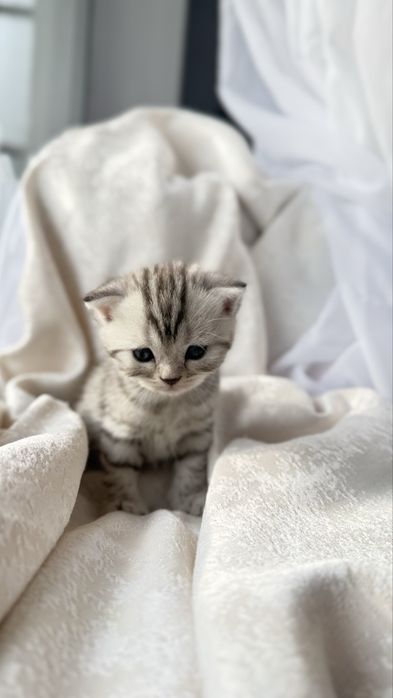 Продаются очаровательные котята