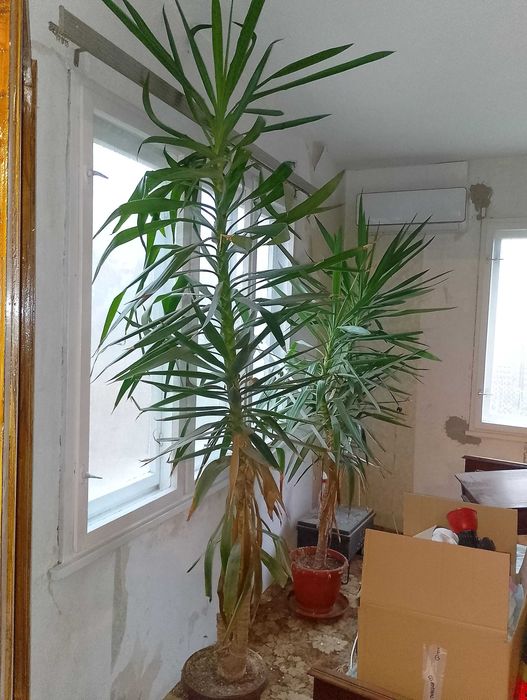 Палма ЮКА Стайна 3 м. 30 г. 150 евро