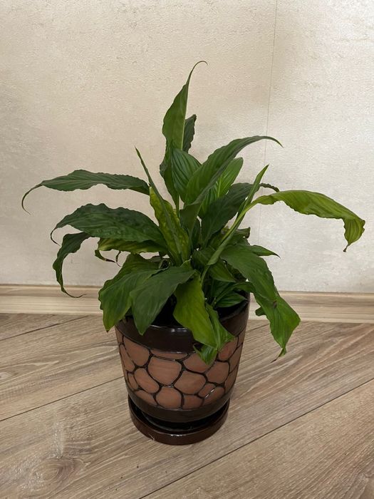 Комнатные цветы и горшки