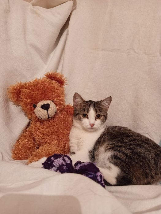 Котенок Ясения (Яся) 6месяцев