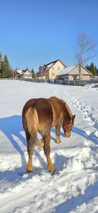 Mânză semigrea de șase luni este disponibilă pentru vânzare