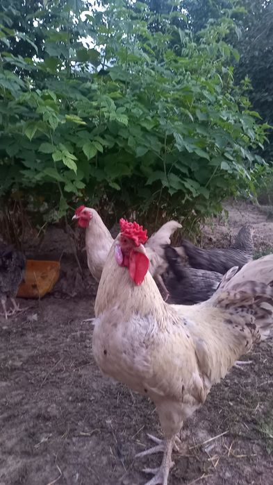 Петух Пущкинской породы