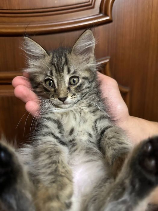 Tozalovchi ayol bilan jinsiy aloqa