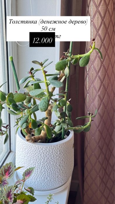 Продаю домашние цветы