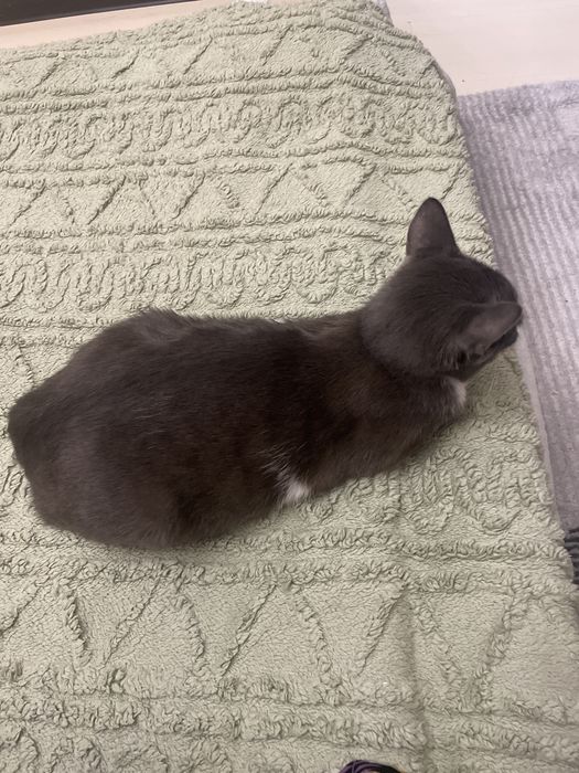 Кошки, домашние.