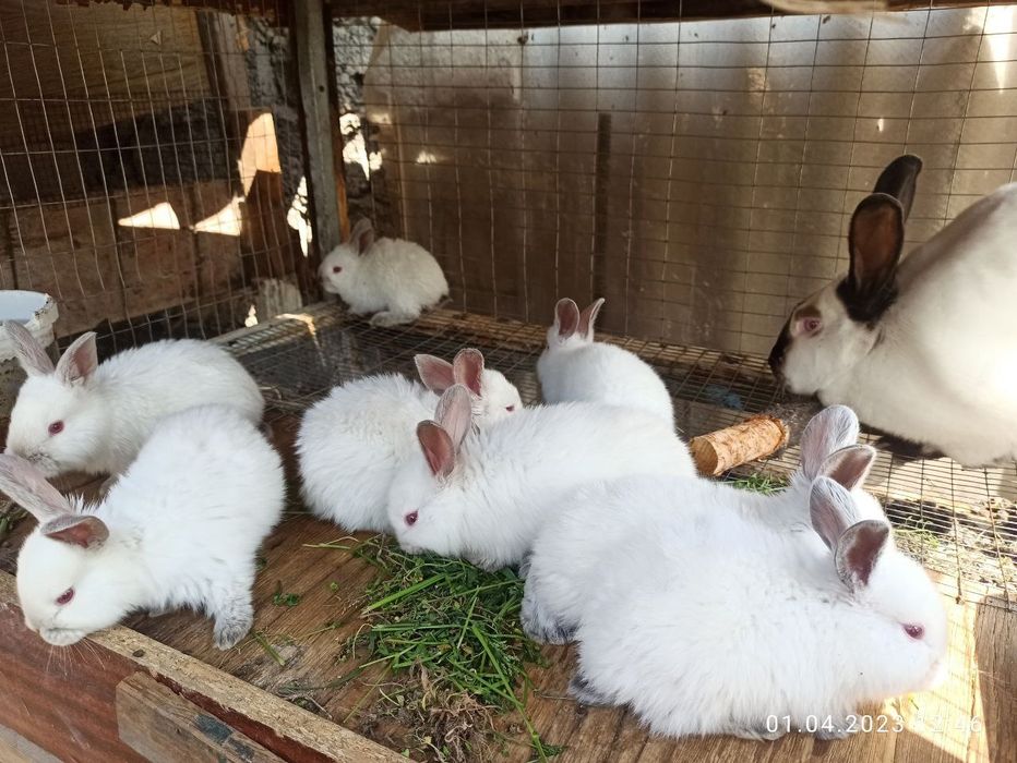 Крольчата калифорния. Крилик. Куён болар калифорния.