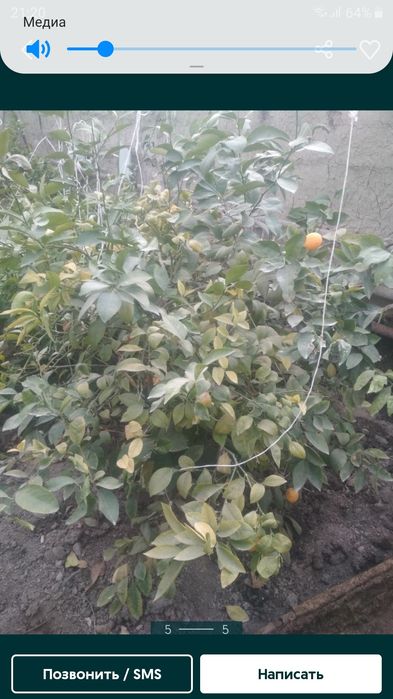 Лимон кучатлари сотилади