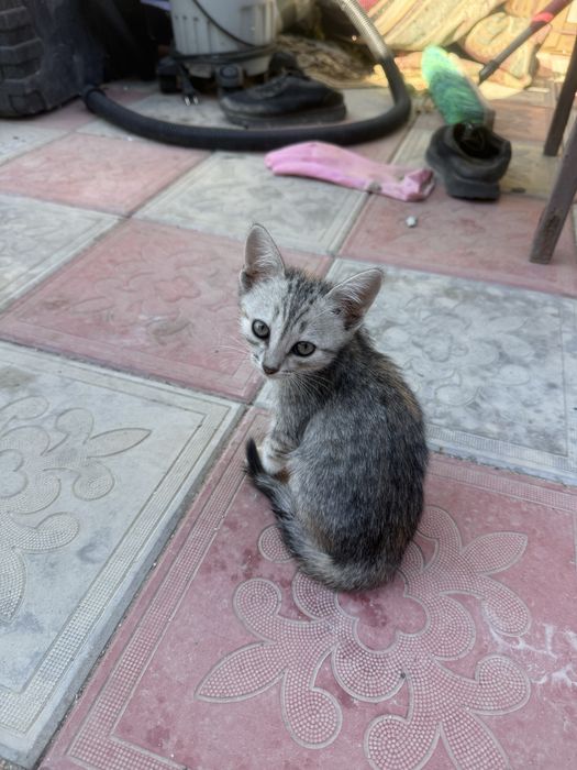 отдам котенок в добрые руки