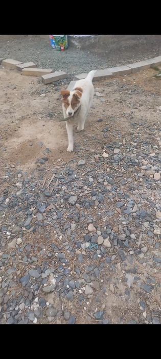 Продаеться собака