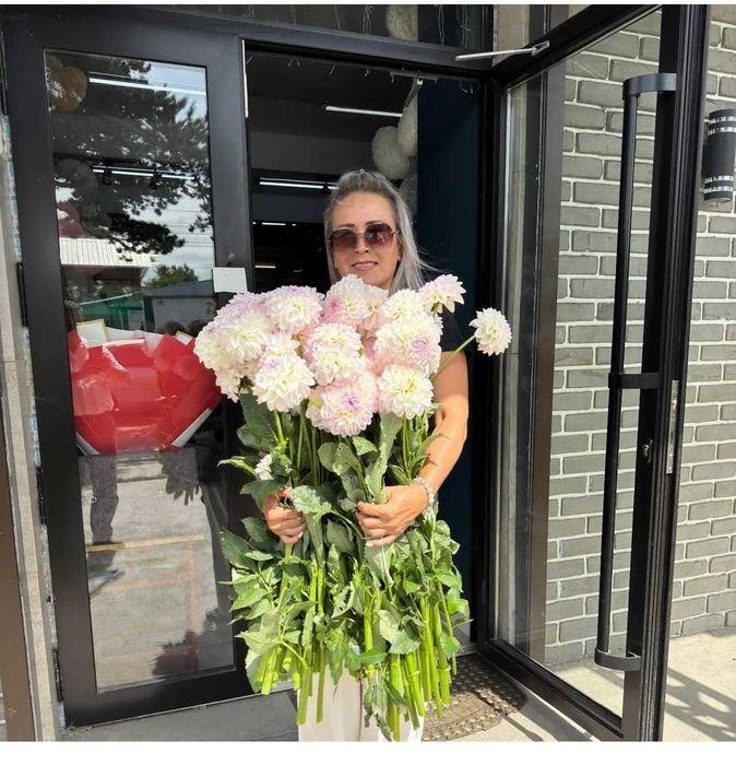 Продам клубни георгин Эвелина