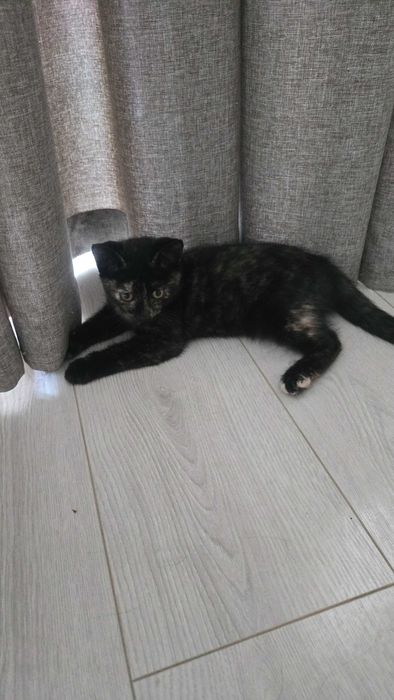 Отдам котёнка. 2 месяца.