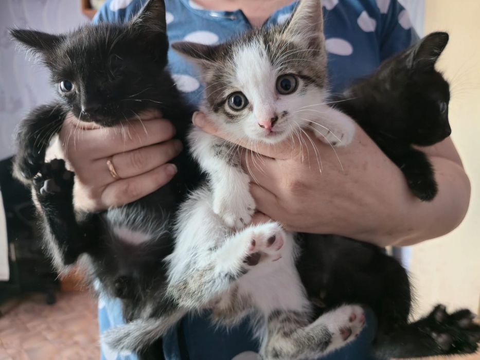 Отдам в добрые руки