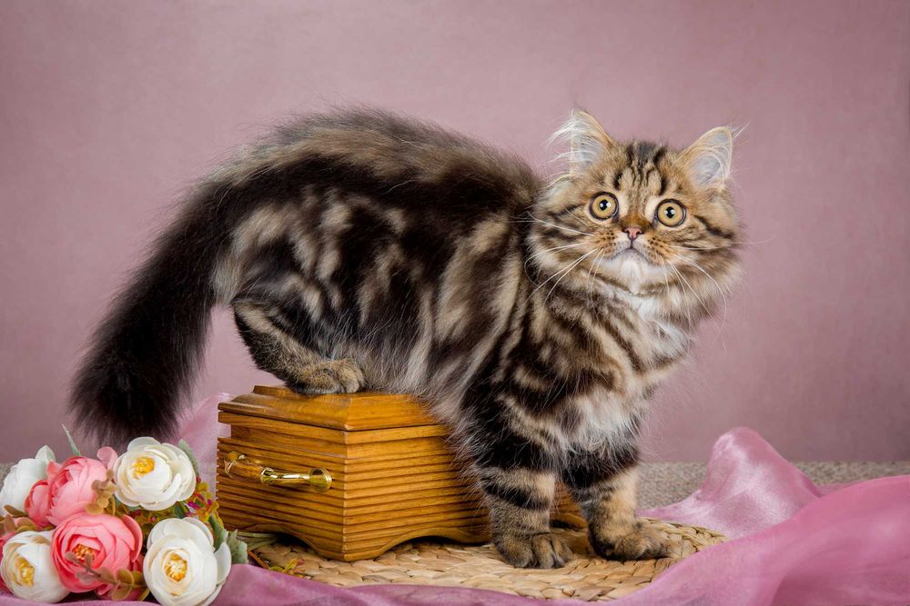 Шотландский котик