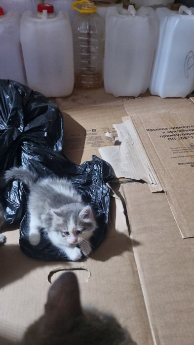 Котята 1.5 месяца в добрые руки
