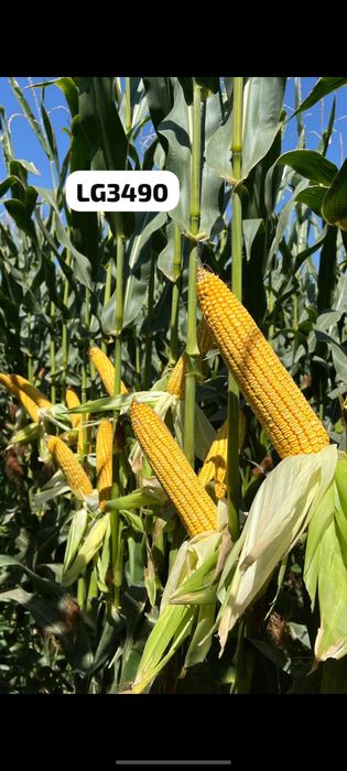 Кукуруза будан LG