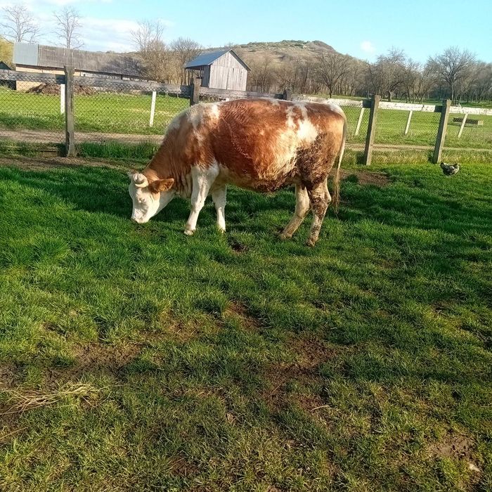 Vând juninca gestanta in 8 luni.