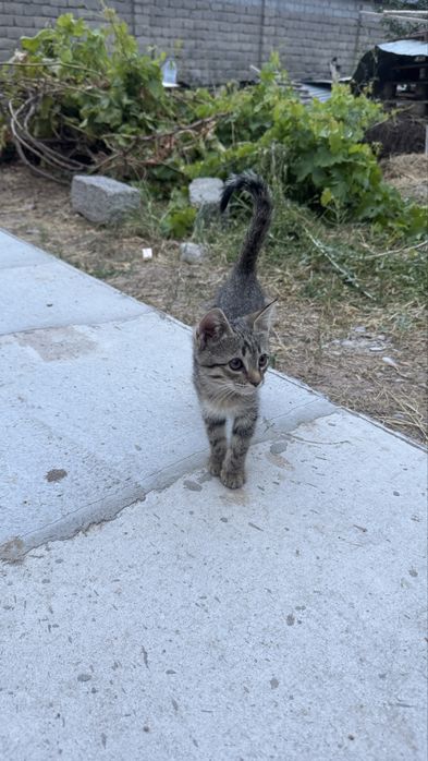 Отдам котят бесплатноо