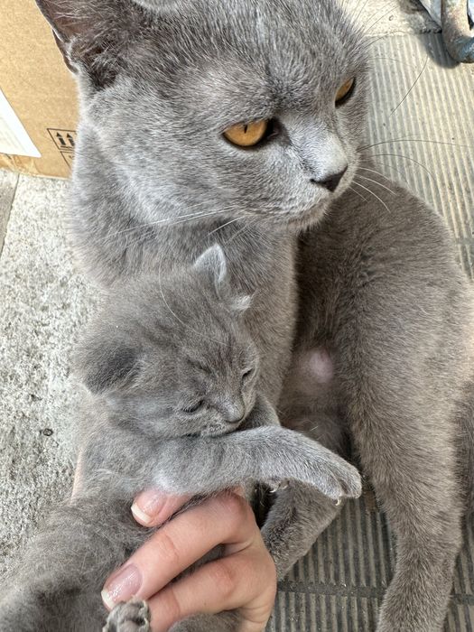 Отдаем котенка британца в добрые руки