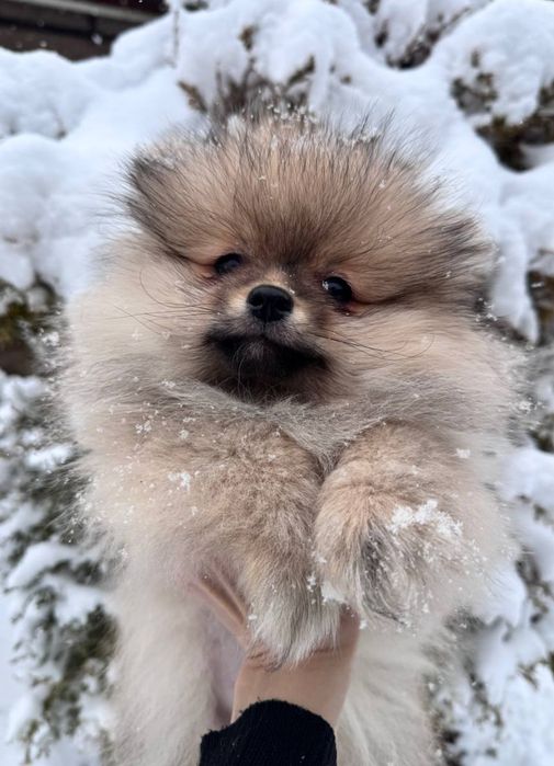 Продаются щенки малого немецкого шпица